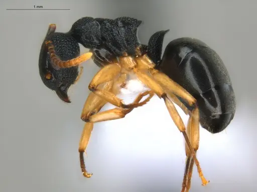 Dolichoderus lamellosus specimen ECOFOG-HC-0083-01 image ecofog-hc-0083-01_3