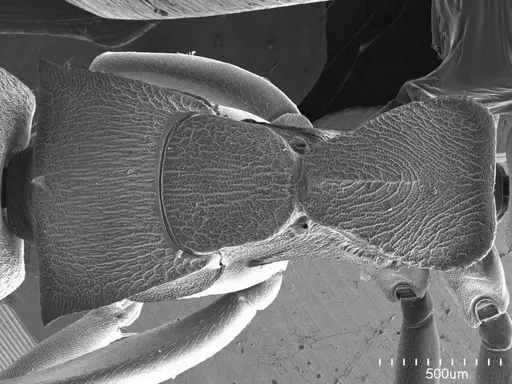 Dolichoderus laminatus specimen ANTWEB1008520 image antweb1008520_1