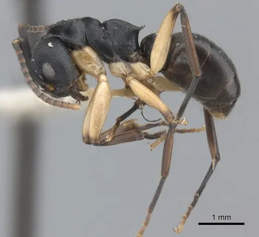 Dolichoderus laminatus specimen CASENT0217397 image casent0217397_3