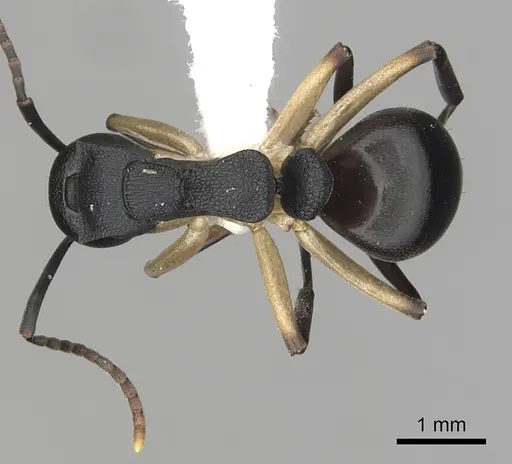 Dolichoderus laminatus specimen CASENT0249656 image casent0249656_1
