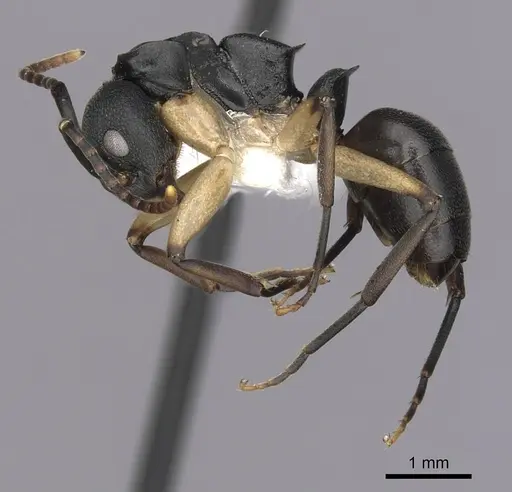 Dolichoderus laminatus specimen CASENT0249656 image casent0249656_3