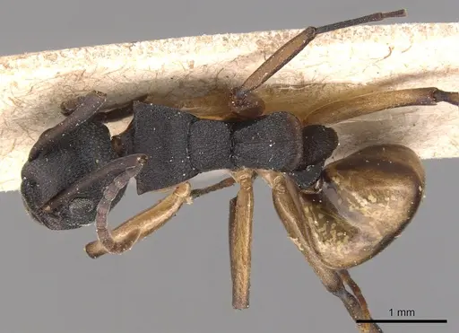 Dolichoderus laminatus specimen CASENT0905038 image casent0905038_1
