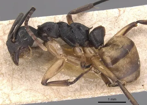 Dolichoderus laminatus specimen CASENT0905038 image casent0905038_3