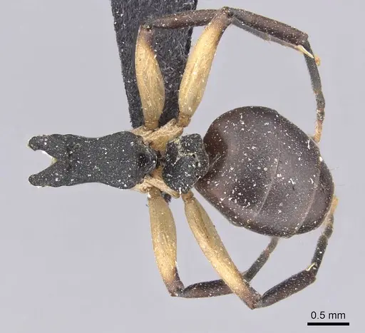 Dolichoderus laminatus specimen CASENT0915565 image casent0915565_1