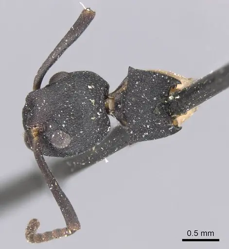 Dolichoderus laminatus specimen CASENT0915565 image casent0915565_2