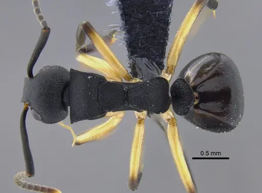 Dolichoderus laminatus specimen CBUMAGENT41853 image cbumagent41853_1