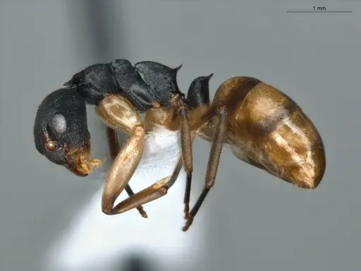 Dolichoderus laminatus specimen ECOFOG-KR17-0072-09 image ecofog-kr17-0072-09_3
