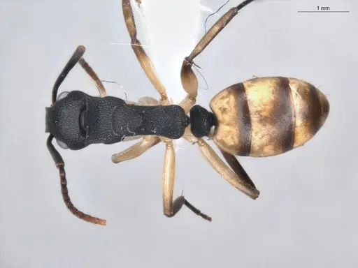 Dolichoderus laminatus specimen ECOFOG-KR19-0051-03 image ecofog-kr19-0051-03_1