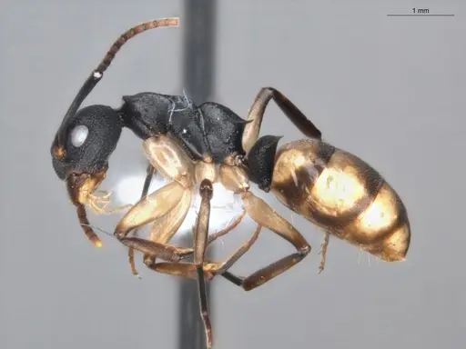 Dolichoderus laminatus specimen ECOFOG-KR19-0051-03 image ecofog-kr19-0051-03_3