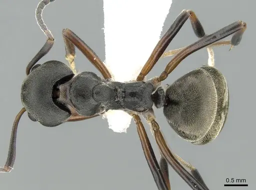 Dolichoderus laotius specimen CASENT0906208 image casent0906208_1