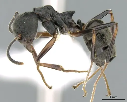 Dolichoderus laotius specimen CASENT0906208 image casent0906208_3