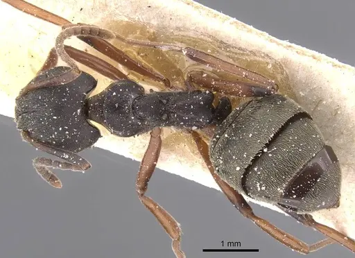 Dolichoderus laotius specimen CASENT0911507 image casent0911507_1
