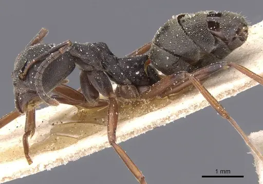 Dolichoderus laotius specimen CASENT0911507 image casent0911507_3