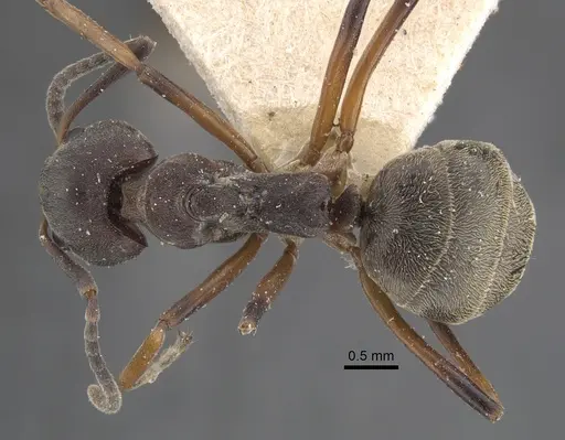 Dolichoderus laotius specimen CASENT0917845 image casent0917845_1