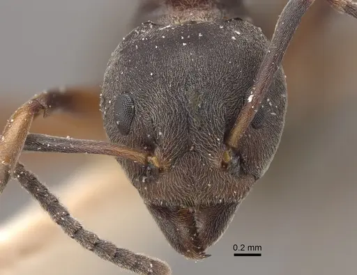 Dolichoderus laotius specimen CASENT0917845 image casent0917845_3