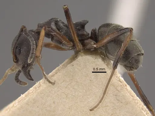 Dolichoderus laotius specimen CASENT0917845 image casent0917845_4