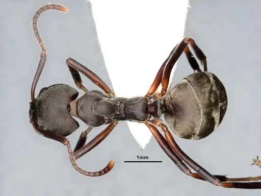 Dolichoderus laotius specimen SMFHYM0008897 image smfhym0008897_1
