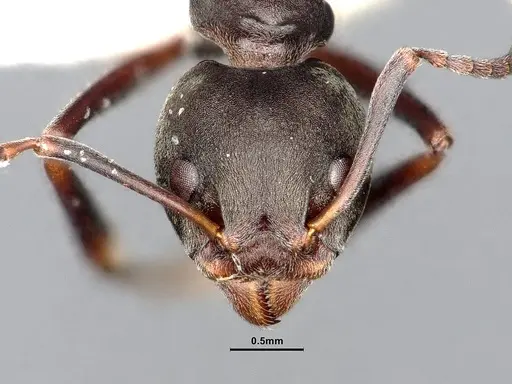 Dolichoderus laotius specimen SMFHYM0008897 image smfhym0008897_2