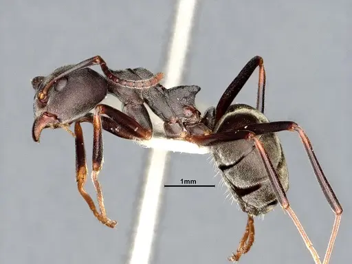 Dolichoderus laotius specimen SMFHYM0008897 image smfhym0008897_3