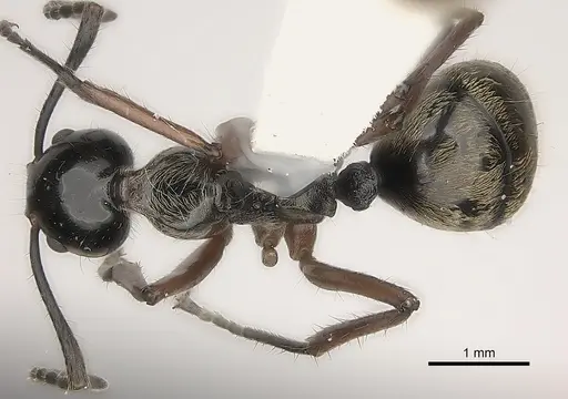 Dolichoderus laurae specimen CASENT0217399 image casent0217399_1