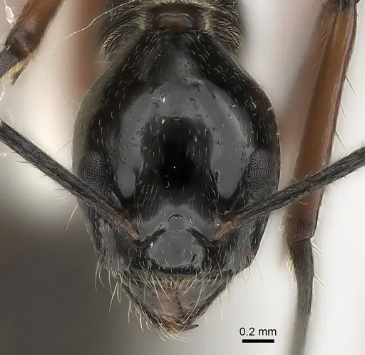 Dolichoderus laurae specimen CASENT0217399 image casent0217399_2