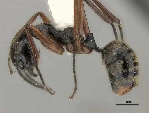 Dolichoderus laurae specimen CASENT0217399 image casent0217399_3