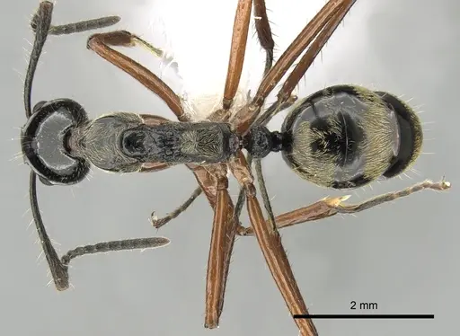Dolichoderus laurae specimen CASENT0249668 image casent0249668_1
