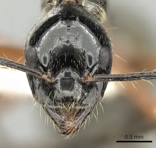 Dolichoderus laurae specimen CASENT0249668 image casent0249668_2