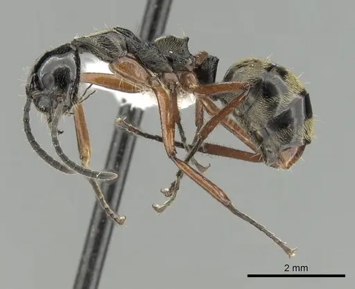 Dolichoderus laurae specimen CASENT0249668 image casent0249668_3