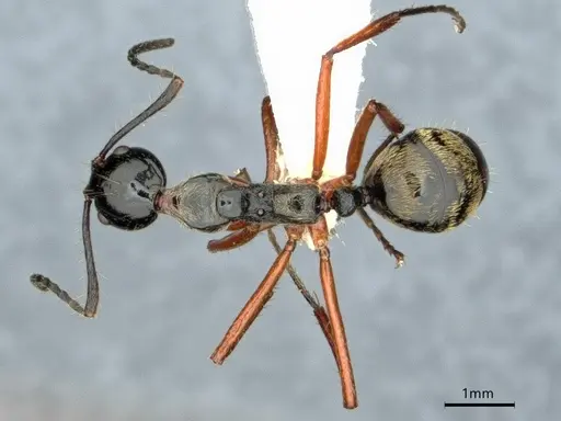 Dolichoderus laurae specimen CASENT0883445 image casent0883445_1