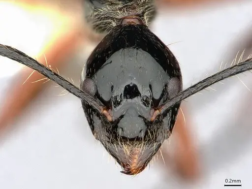 Dolichoderus laurae specimen CASENT0883445 image casent0883445_2