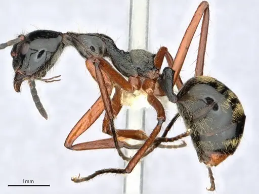 Dolichoderus laurae specimen CASENT0883445 image casent0883445_3