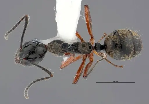 Dolichoderus laurae specimen FMNHINS0000047308 image fmnhins0000047308_1