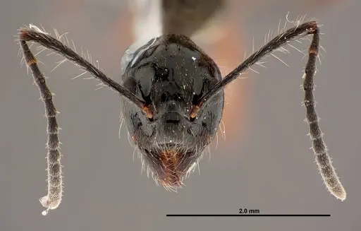 Dolichoderus laurae specimen FMNHINS0000047308 image fmnhins0000047308_2