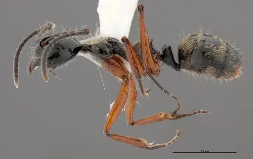 Dolichoderus laurae specimen FMNHINS0000047308 image fmnhins0000047308_3