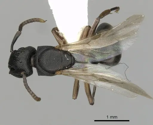 Dolichoderus lobicornis specimen CASENT0249655 image casent0249655_1