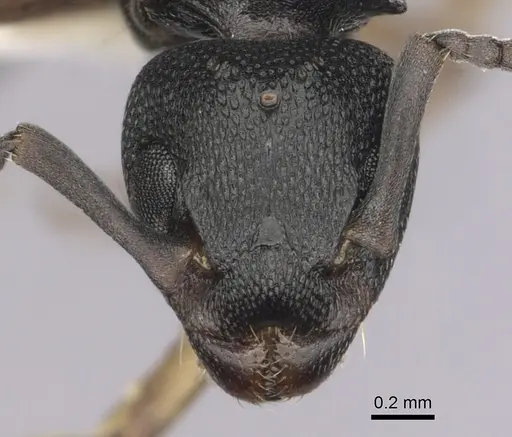 Dolichoderus lobicornis specimen CASENT0249655 image casent0249655_2