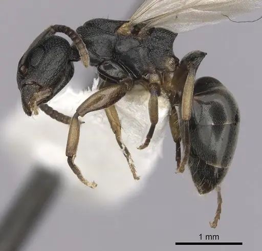 Dolichoderus lobicornis specimen CASENT0249655 image casent0249655_3