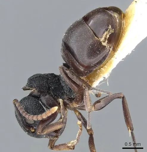 Dolichoderus lobicornis specimen CASENT0905908 image casent0905908_3