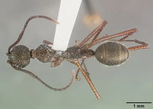 Dolichoderus longicollis specimen CASTYPE16040 image castype16040_1