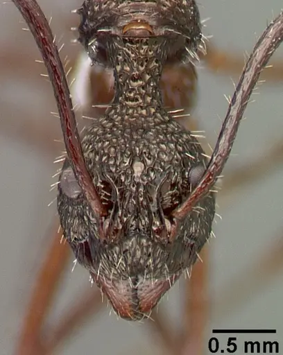 Dolichoderus longicollis specimen CASTYPE16040 image castype16040_2