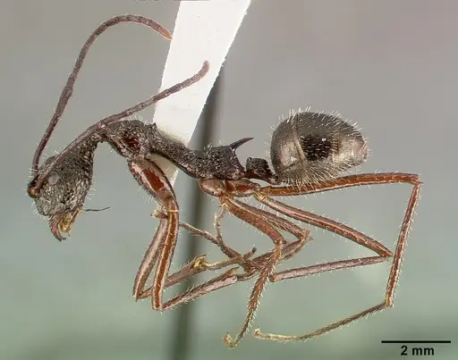 Dolichoderus longicollis specimen CASTYPE16040 image castype16040_3