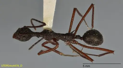 Dolichoderus longicollis specimen UTEPENTO4478 image utepento4478_1