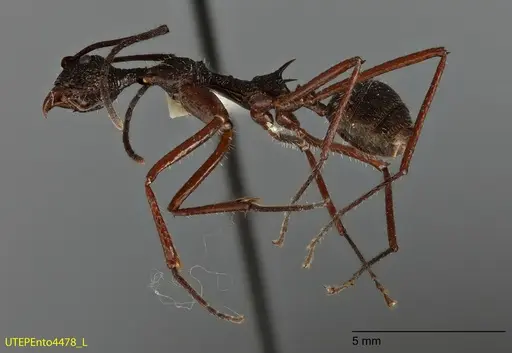 Dolichoderus longicollis specimen UTEPENTO4478 image utepento4478_2