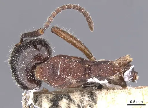 Dolichoderus luederwaldti specimen CASENT0911497 image casent0911497_1