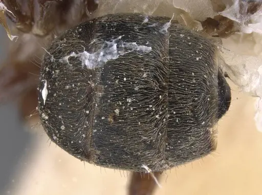 Dolichoderus luederwaldti specimen CASENT0911497 image casent0911497_2
