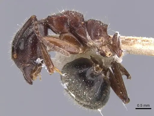 Dolichoderus luederwaldti specimen CASENT0911497 image casent0911497_4