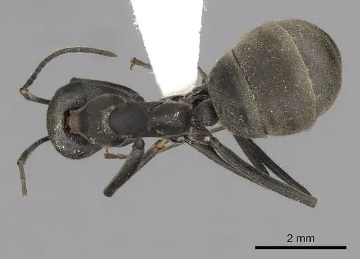 Dolichoderus lugens specimen CASENT0249639 image casent0249639_1