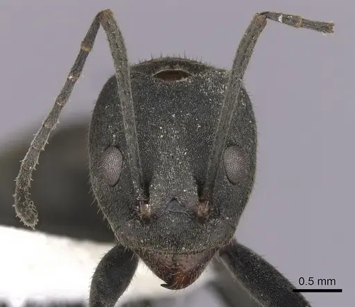 Dolichoderus lugens specimen CASENT0249639 image casent0249639_2