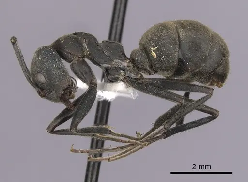 Dolichoderus lugens specimen CASENT0249639 image casent0249639_3